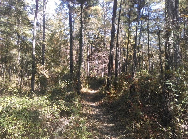 Wild Azalea Trailhead, Woodworth, LA