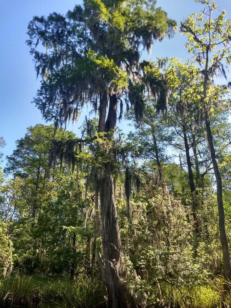 Read The Old Tree Plaque Carefully