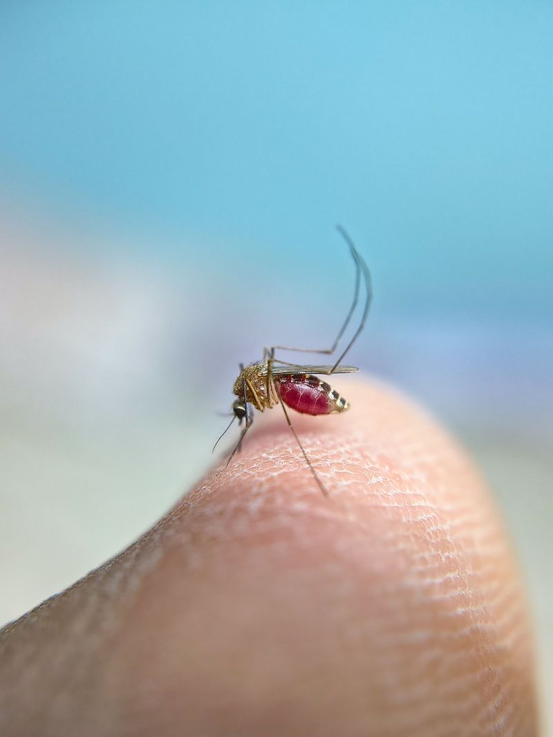 Pack For Real Louisiana Mosquito Country