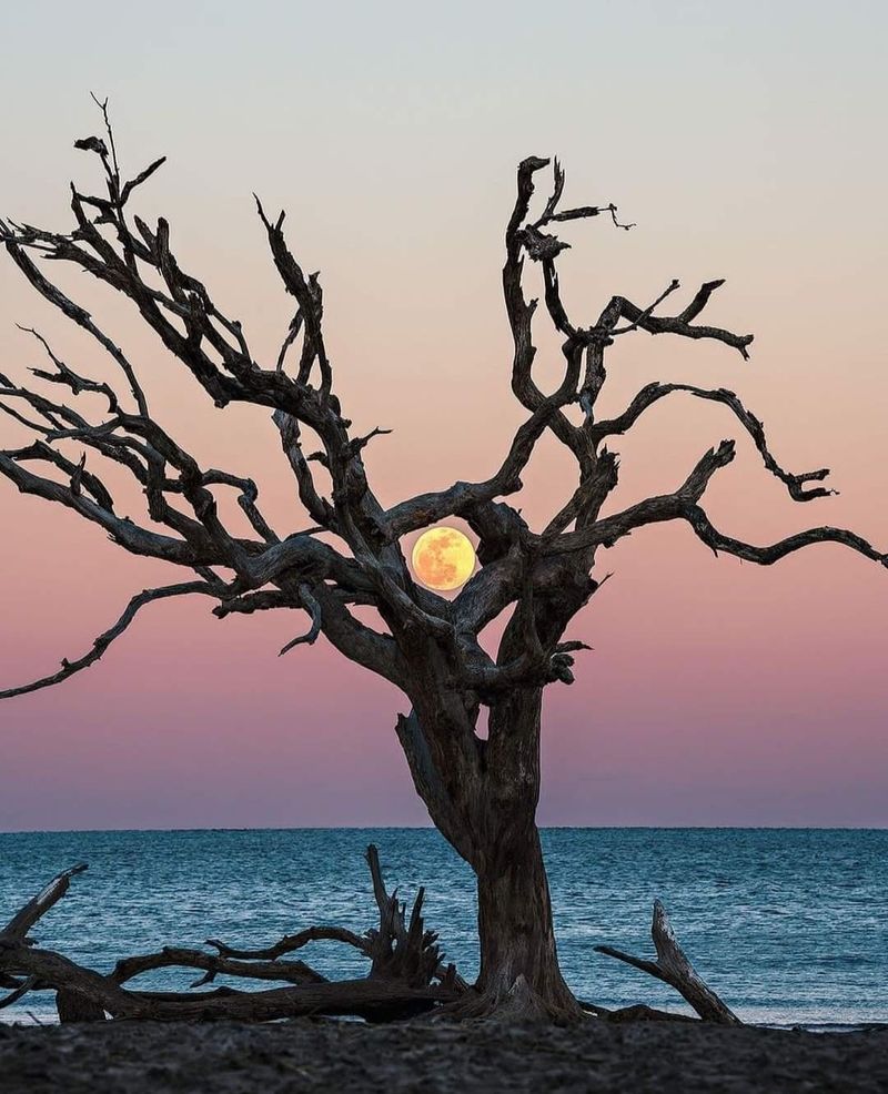 Georgia Coast And Barrier Islands