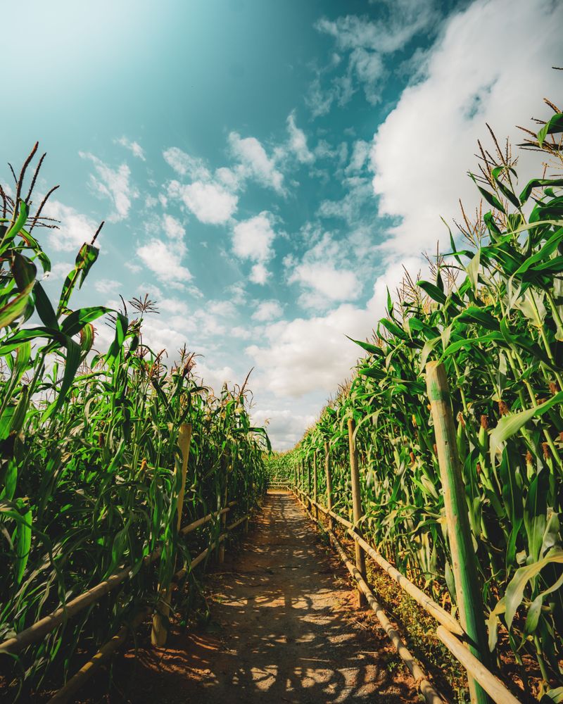 The Corn Maze