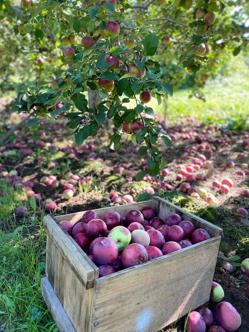Apple Picking And Pumpkins Take Over In Early Fall