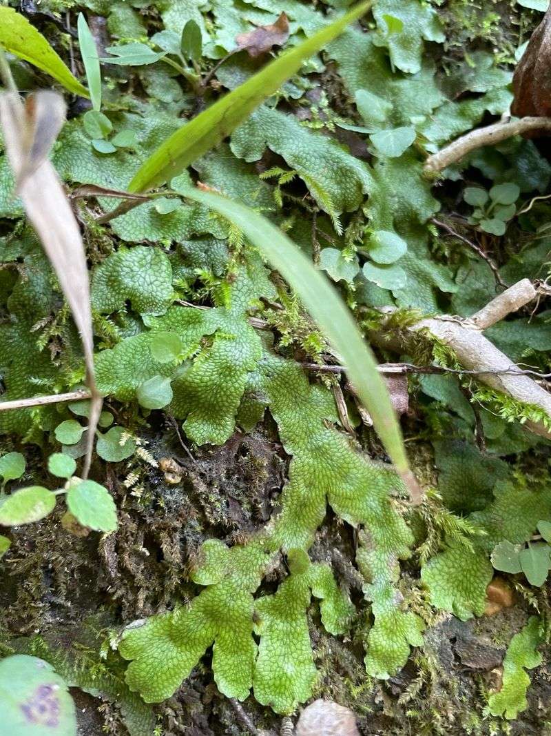 Tiny Treasures: Snails, Plants, And Petrified Wood