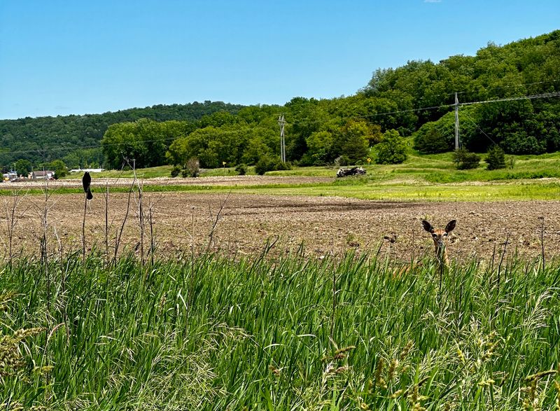 The Famous Eagle Neighbors By The Hatchery