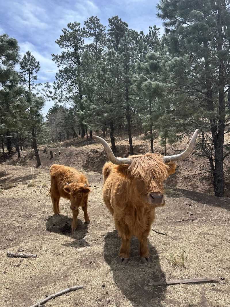 Peaceful Ranch Views In The Mountains