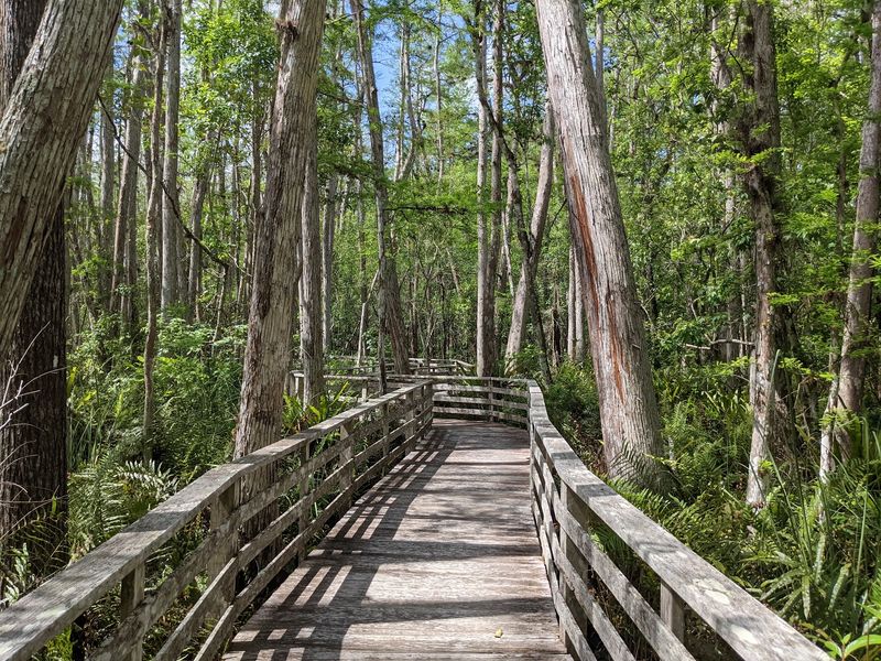Audubon Corkscrew Swamp Sanctuary