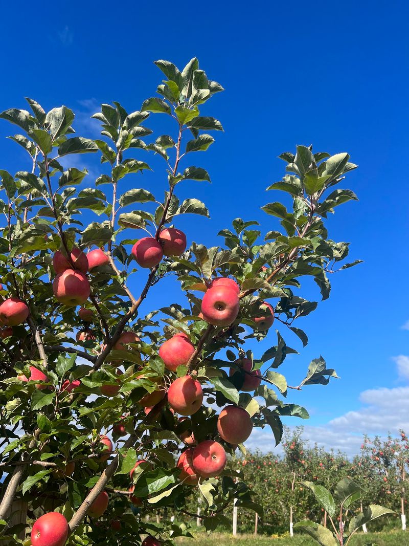 Perry Lowe Orchards, Moravian Falls