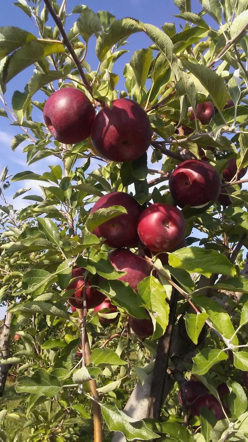Sunday Afternoons Are Reserved For U-Pick Apples