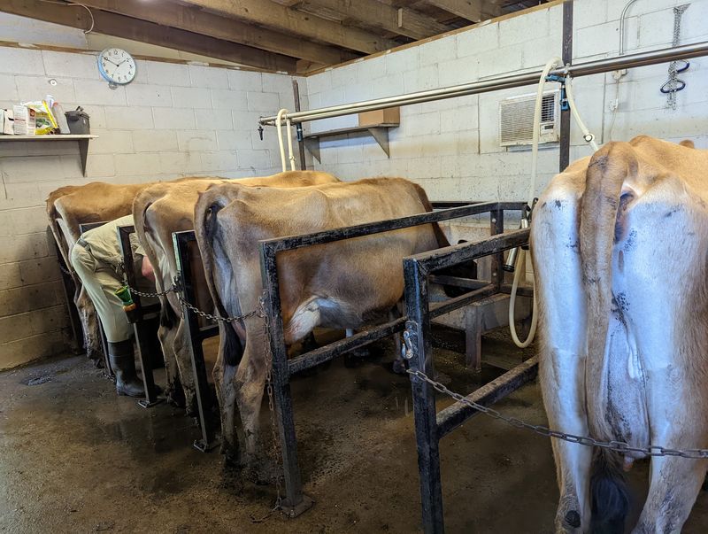 Watching The Milking Process In Action