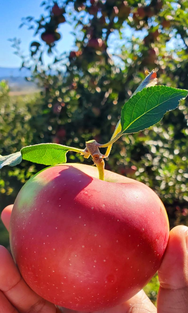 Pick Your Own Or Let The Market Do The Picking