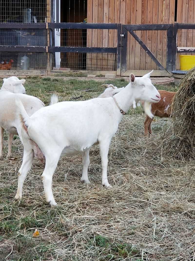 Hayrides And Farm Animals Add More To The Fall Lineup