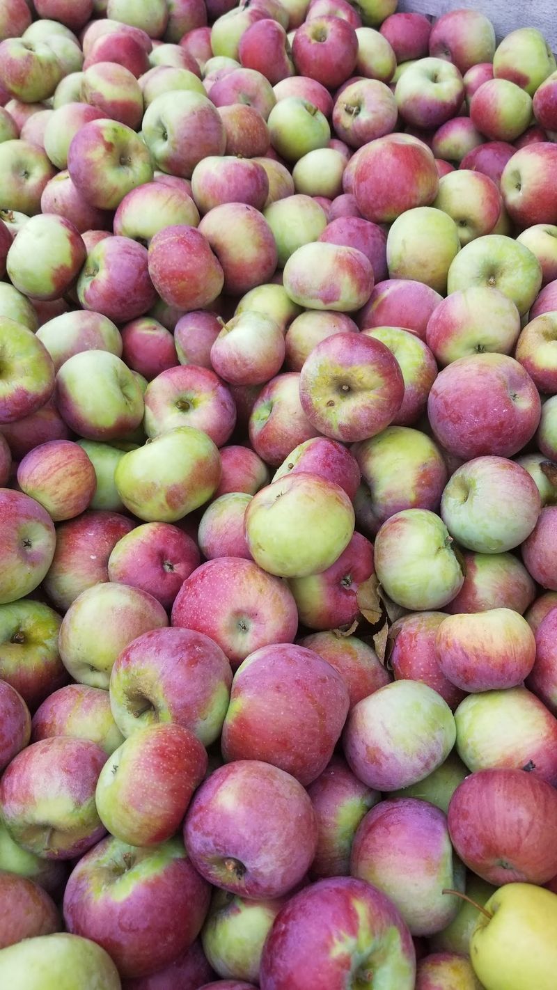 Delmont Apple 'n Arts Festival