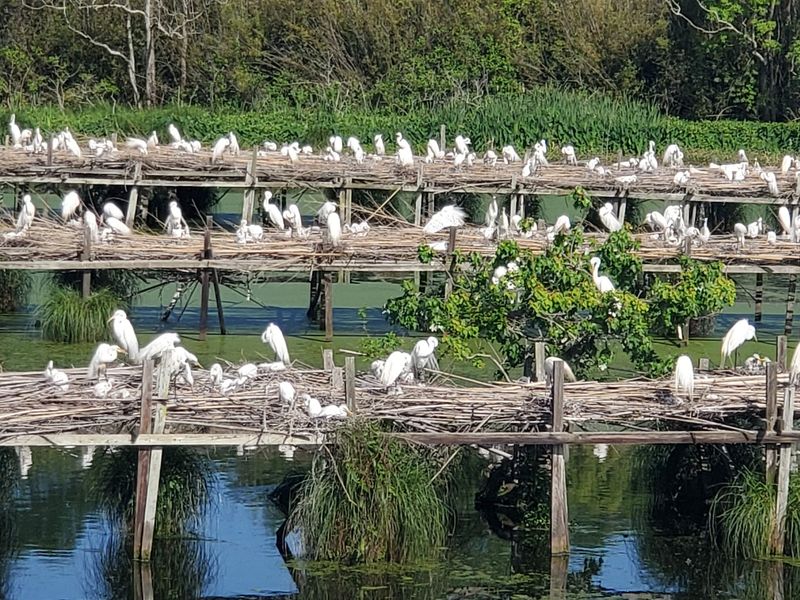 How Eight Egrets Became Bird City