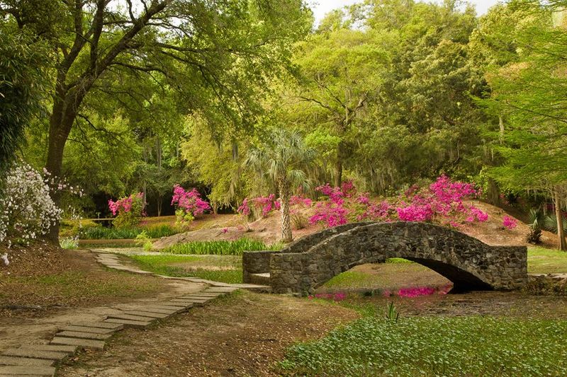 Thousands Of Camellias From Fall Into Spring