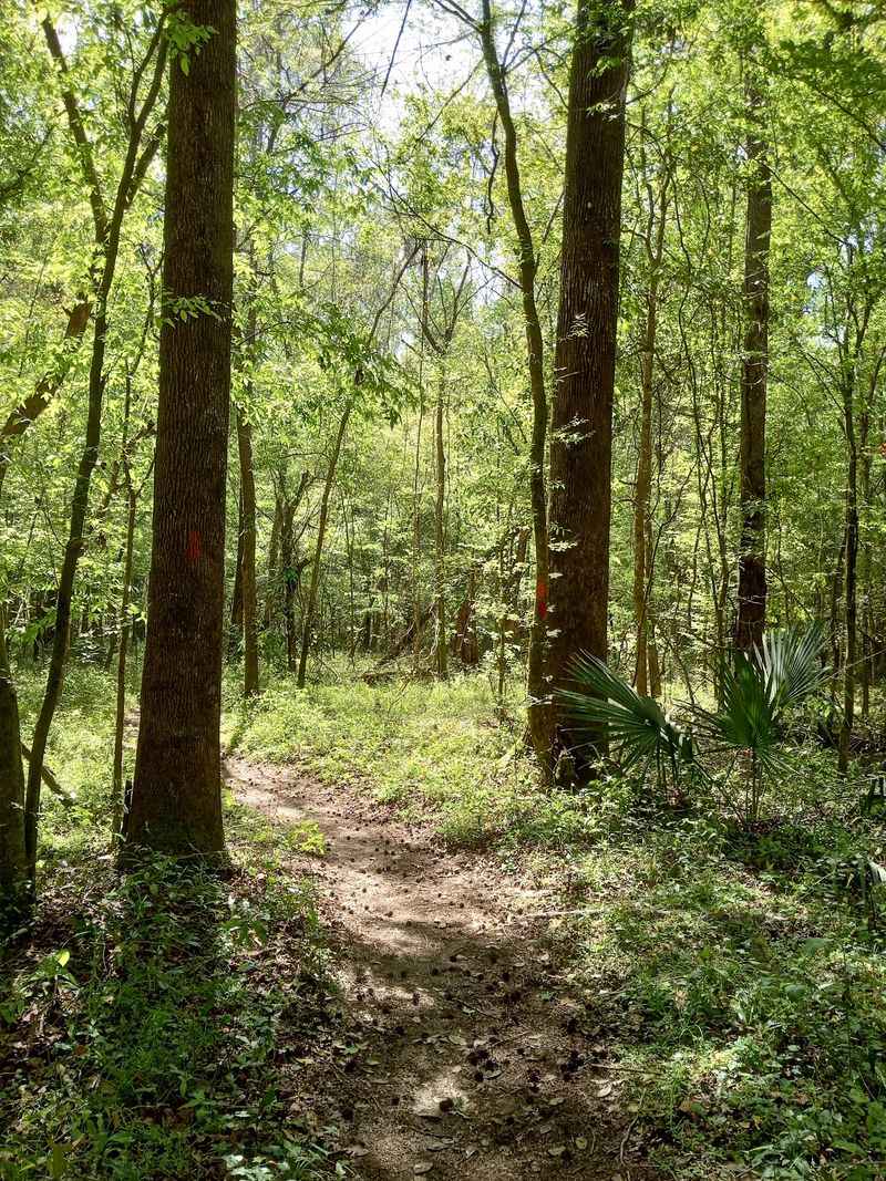San Felasco Hammock Preserve State Park, Gainesville, FL