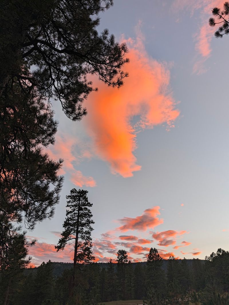 The Woods Feel Wilder After Sunset