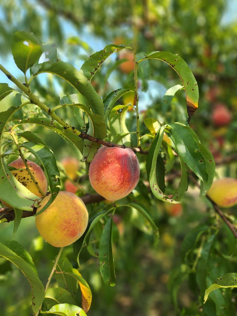 Peach Season At Mitcham Farms And Orchard