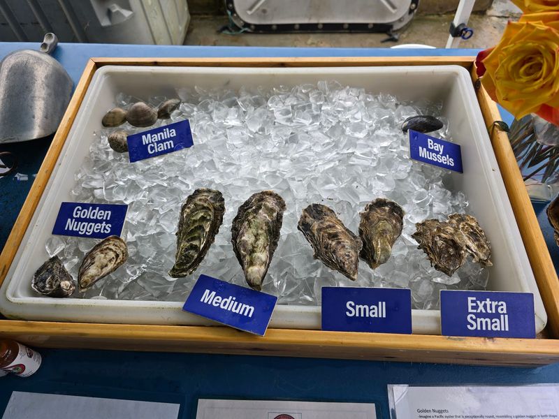 Choosing Your Size, From Extra Small to Grilling Giants