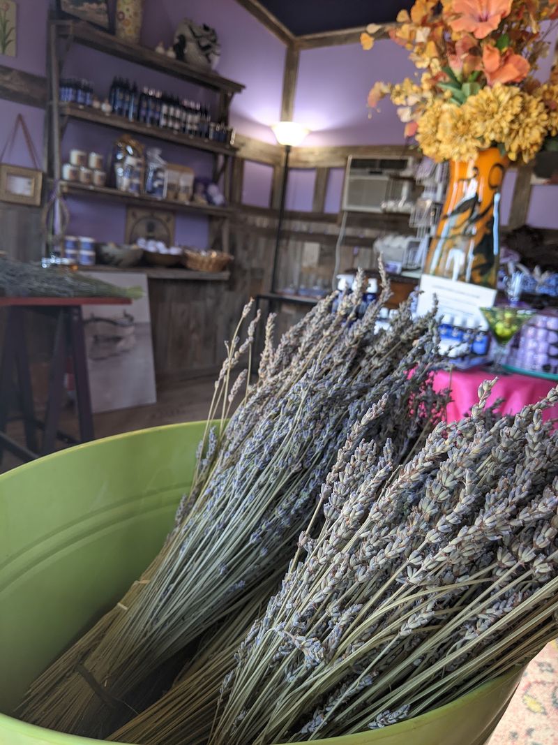Clairmont Farm Lavender Co, Los Olivos, CA