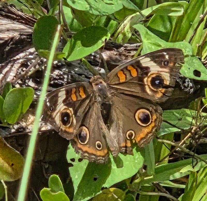 Give Butterflies Equal Billing
