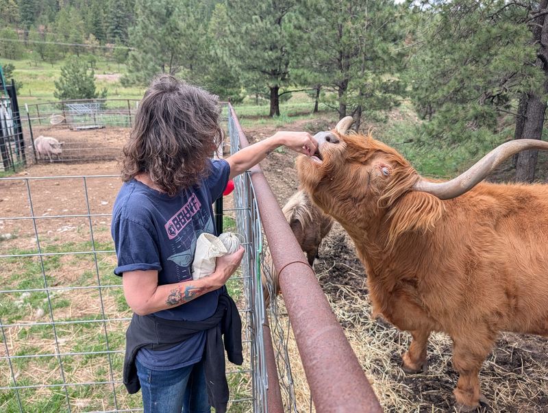Highland Cows Steal The Spotlight