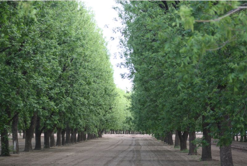 Pecan Groves Edge The Community