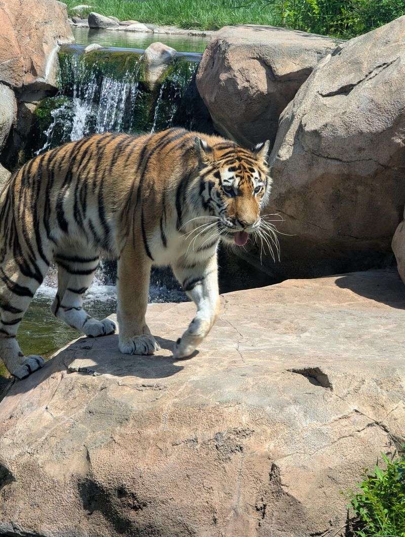 Big Cats Prowling Behind Wide Viewing Glass