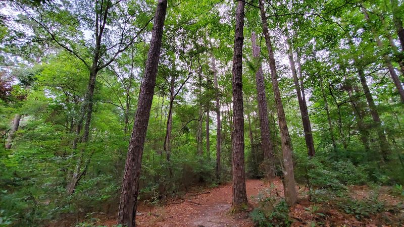 Use The Forest Roads Carefully