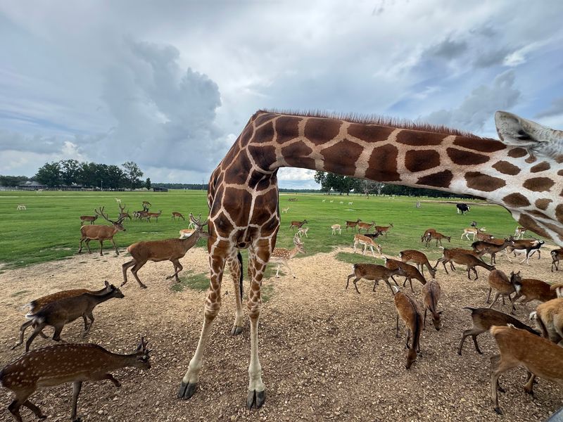 Let The Day Unfold At Animal Speed