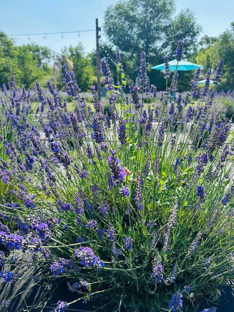 Why This Little Farm Is Worth the Detour