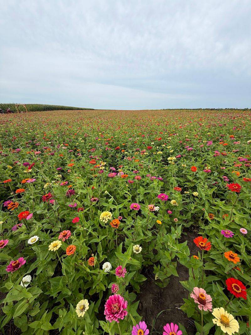 Flower Fields Made For Photos