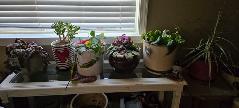 A Greenhouse Full Of Houseplants For Indoor Gardeners