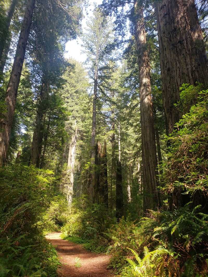 Del Norte Coast Redwoods State Park