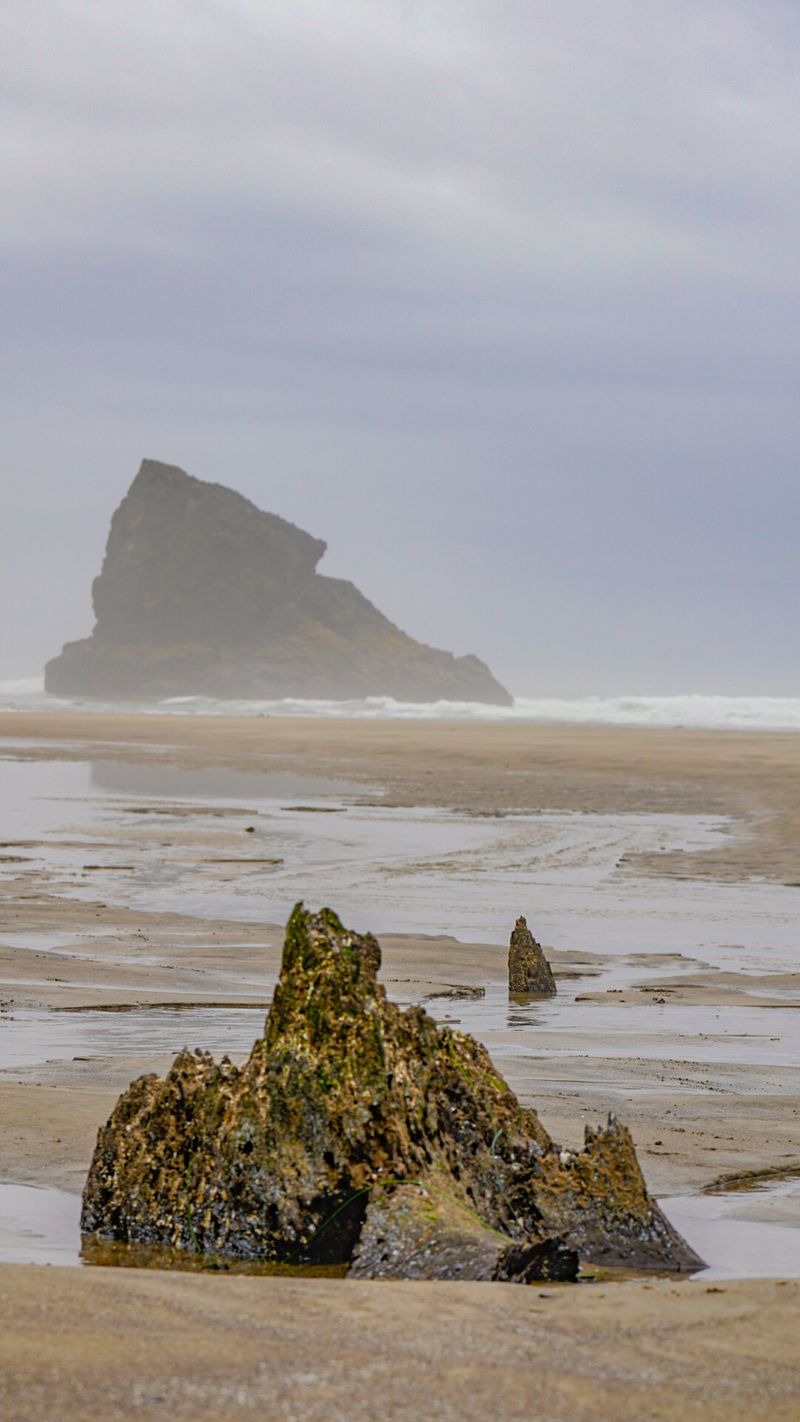 The Ghost Forest Rewards Good Tide Timing