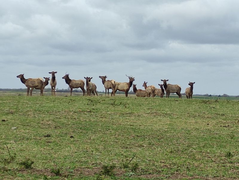 Bison And Elk Sharing One Enormous Pasture