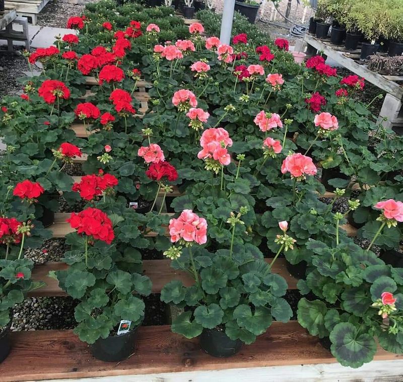Buds & Blossoms Flower Farm