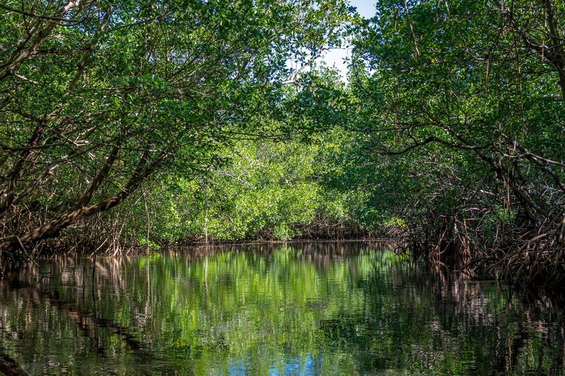 Collier-Seminole State Park, Naples, FL
