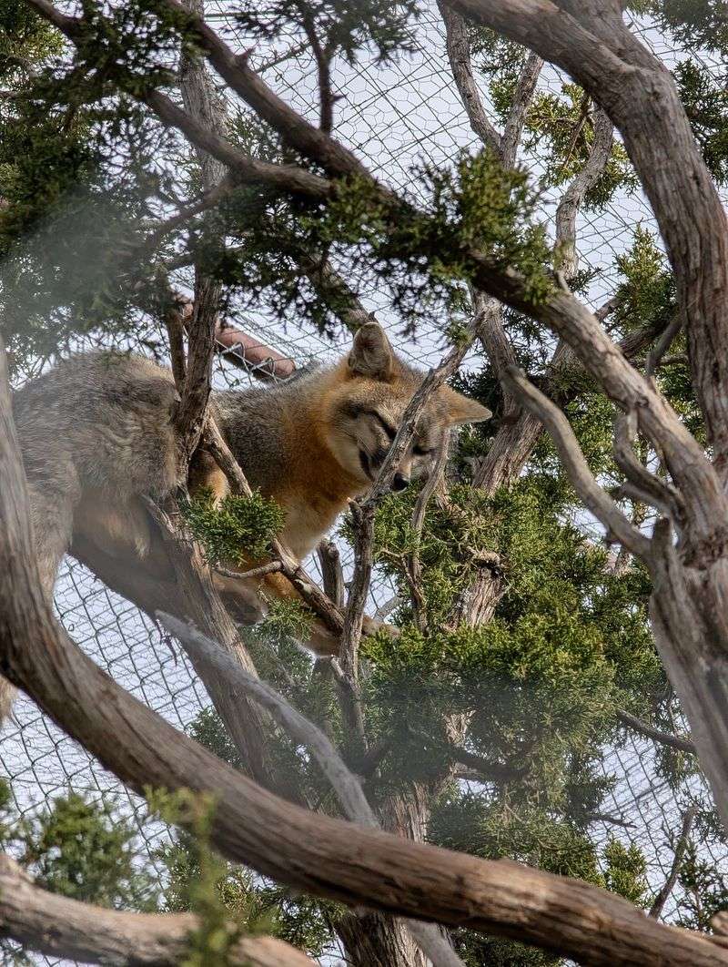 Coyotes, Bears, and the Wilder Residents