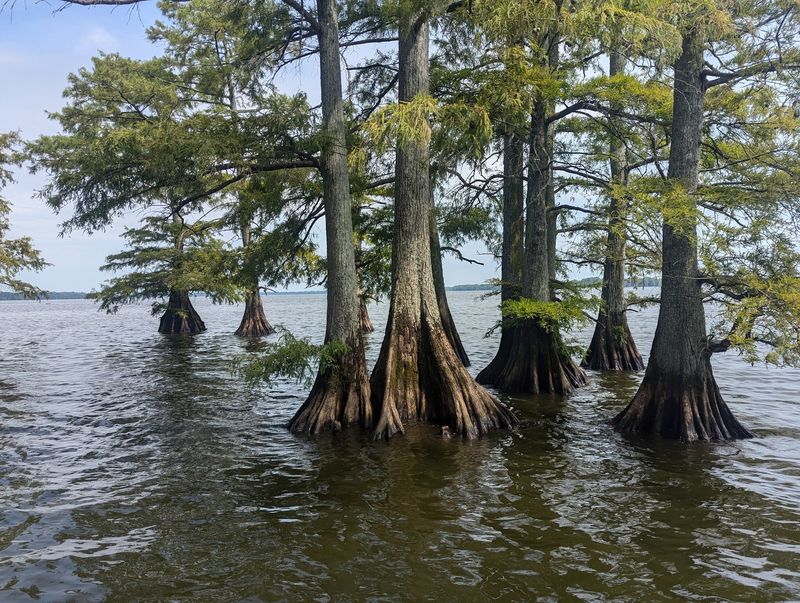 Cottonmouths Also Belong To The Reelfoot Landscape