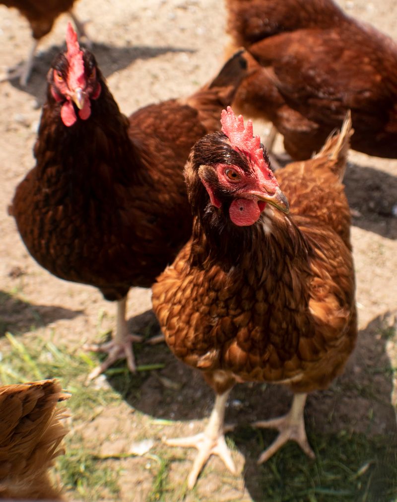 More Than Milk: Eggs And Local Beef