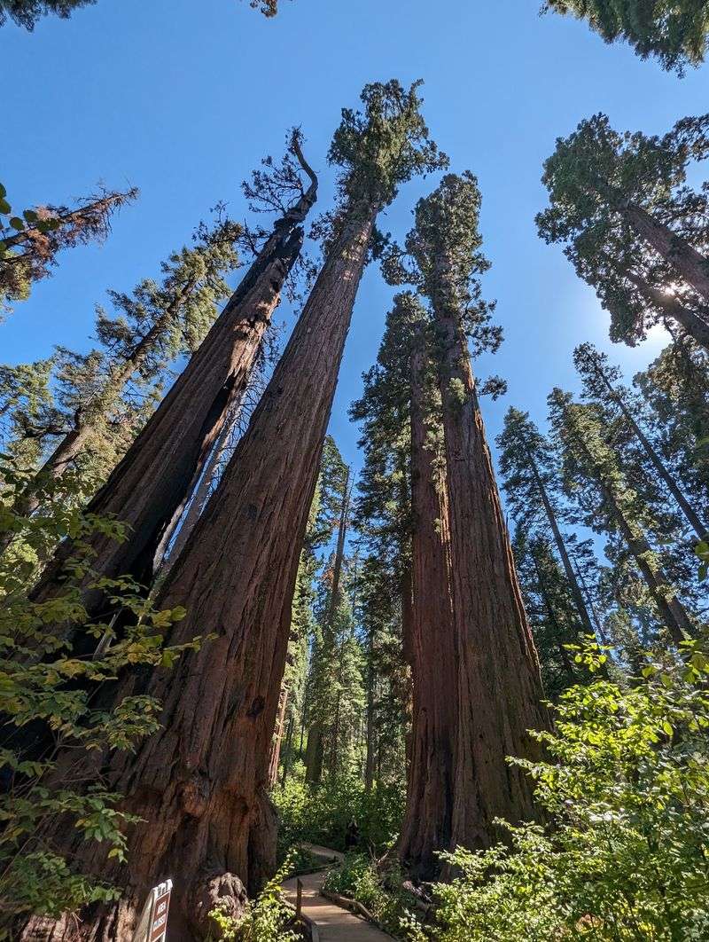 Calaveras Big Trees State Park