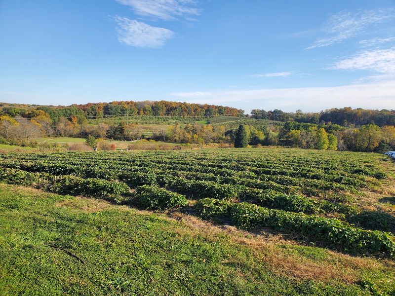Wilson's Orchard & Farm, Iowa City