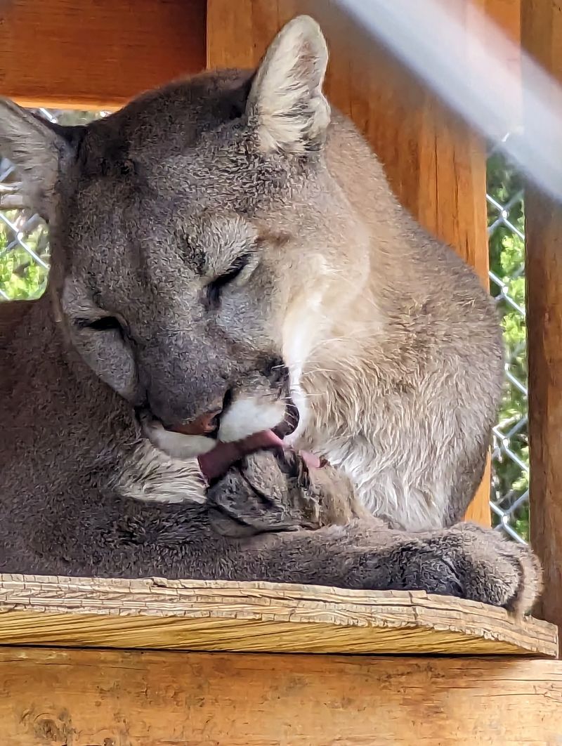 The Cat House and Its Sleepy Cougars