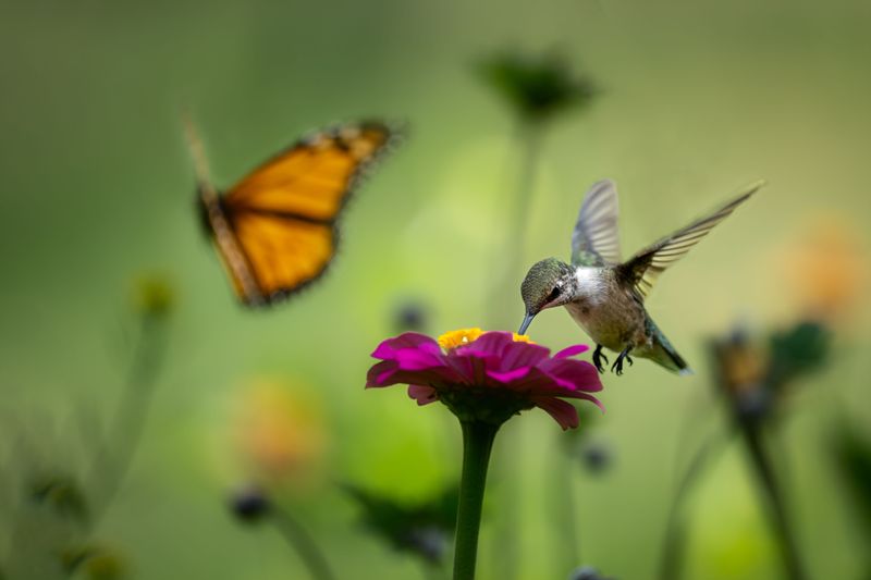 Photograph Without Chasing Wings