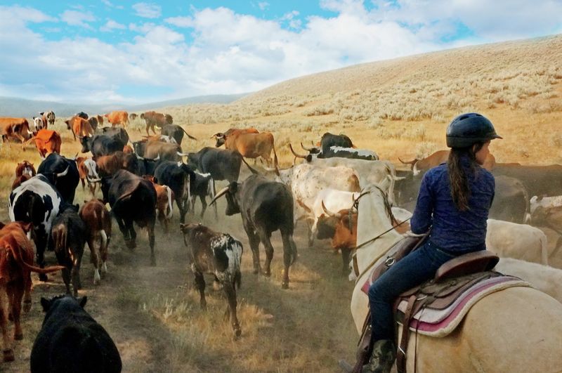 Corriente Cattle Keep Everyone Paying Attention