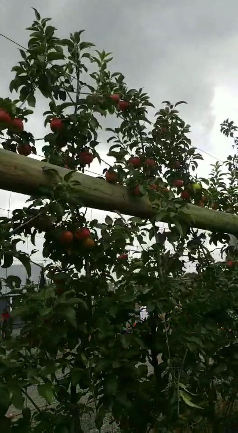 Grim's Orchard & Family Farms