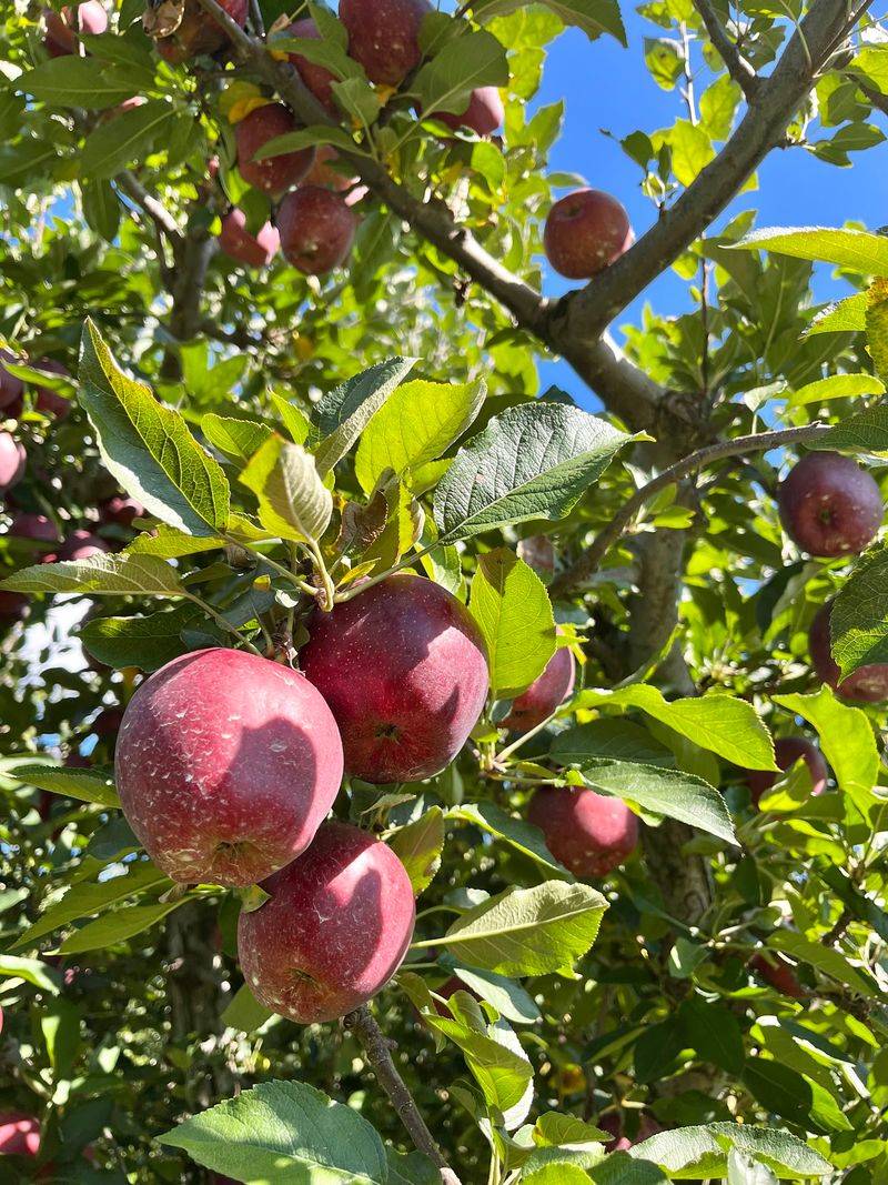 Picking Your Own From the Trees