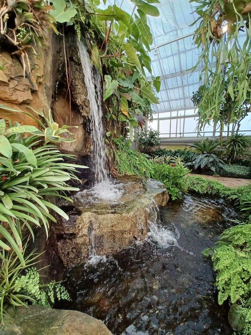 Orchids And Living Fossils In The Conservatory