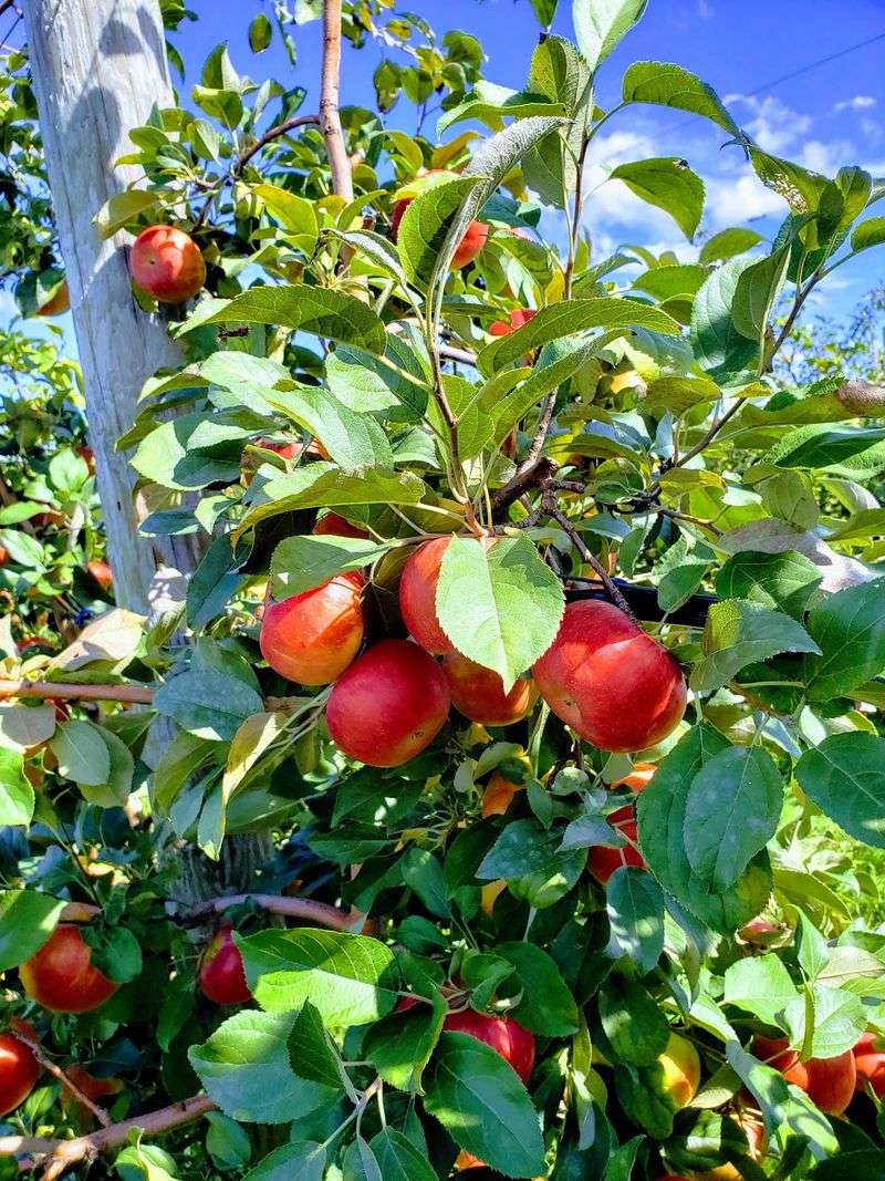 Warm Dumplings and the Ohio Orchard Baking Tradition