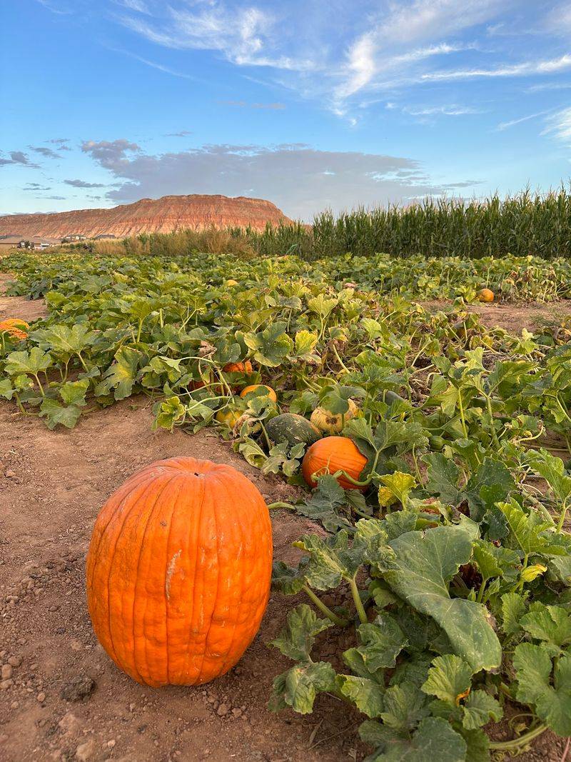 Staheli Family Farm, Washington, UT